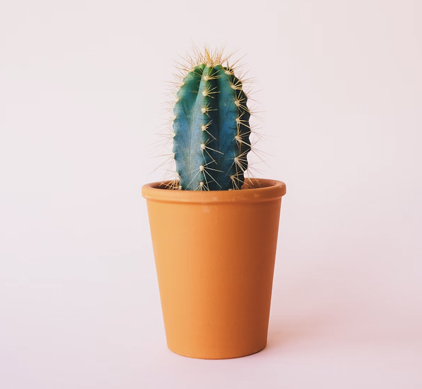 Planta de interior